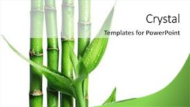  Presentation with lucky bamboo - Slides consisting of bamboo isolated on white background and a white colored foreground