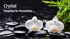  Presentation with water bamboo - Audience pleasing slide deck consisting of bamboo leaf black stones backdrop and a black colored foreground