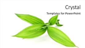  Presentation with bamboo - Amazing slide set having bamboo leaf isolated on white backdrop and a white colored foreground
