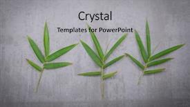  Presentation with chemistry leaves green leaf - PPT theme enhanced with bamboo leaves in a row background and a  colored foreground