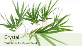  Presentation with bamboo - Colorful presentation theme enhanced with bamboo leaves isolated on white backdrop and a  colored foreground