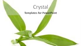  Presentation with bamboo - Cool new slide deck with bamboo-leaves-isolated-on-white backdrop and a white colored foreground