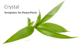  Presentation with bamboo - PPT theme enhanced with bamboo-leaves-isolated-on-white background and a white colored foreground