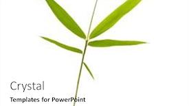  Presentation with bamboo - Presentation design having bamboo-leaves-isolated-on-white background and a white colored foreground