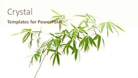  Presentation with bamboo - Slide deck consisting of bamboo-leaves-isolated-on-white background and a cream colored foreground