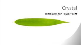  Presentation with bamboo - Presentation featuring bamboo-leaves-isolated-on-white background and a white colored foreground