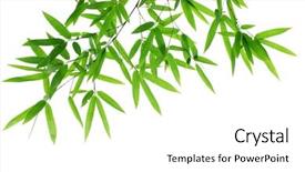  Presentation with bamboo - Cool new PPT theme with bamboo leaves isolated on white backdrop and a white colored foreground