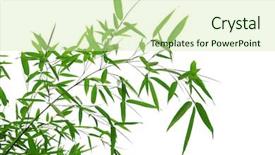  Presentation with bamboo - Colorful PPT layouts enhanced with bamboo leaves isolated backdrop and a soft green colored foreground