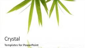  Presentation with water bamboo - Presentation theme with bamboo leaves reflected in rendered background and a cream colored foreground