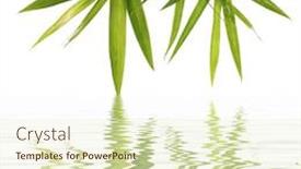  Presentation with water bamboo - Slide set with bamboo-leaves-reflected-in-water background and a cream colored foreground