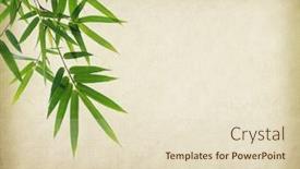  Presentation with bamboo paper - Slide set consisting of bamboo-on-old-paper-background background and a lemonade colored foreground