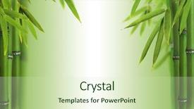  Presentation with bamboo - Amazing slide deck having bamboo sprouts with free space backdrop and a soft green colored foreground