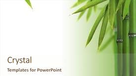  Presentation with bamboo - Audience pleasing PPT layouts consisting of bamboo sprouts with free space backdrop and a cream colored foreground