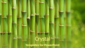  Presentation with bamboo - Colorful slides enhanced with tree bark - bamboo stalks backdrop and a gold colored foreground