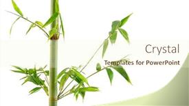  Presentation with stem - Colorful PPT theme enhanced with bamboo stem and leaves isolated over white background backdrop and a cream colored foreground