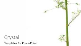  Presentation with stem - Presentation design with bamboo stem and leaves isolated over white background background and a white colored foreground
