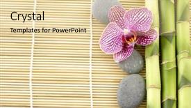  Presentation with stem - Slides consisting of bamboo stem on bamboo mat background and a lemonade colored foreground