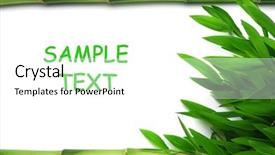  Presentation with lucky bamboo - Cool new presentation design with bamboo stems and leaves backdrop and a white colored foreground