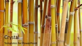 Presentation with bamboo - PPT layouts consisting of bamboo stems in forest shallow dof background and a gold colored foreground