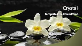  Presentation with pointer green laser - Presentation theme having bamboo tree - macro of two orchid background and a black colored foreground