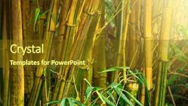  Presentation with jungle - Theme having classic pink wrist watch on colourful silk fabric background background and a coral colored foreground