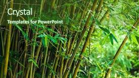  Presentation with bamboo - Presentation design consisting of bamboo background and a tawny brown colored foreground