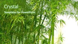  Presentation with bamboo - Presentation theme enhanced with bamboo background and a tawny brown colored foreground