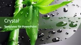  Presentation with lucky bamboo - Slides consisting of bamboo background and a forest green colored foreground