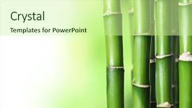  Presentation with lucky bamboo - PPT layouts with bamboo background and a soft green colored foreground
