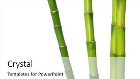  Presentation with lucky bamboo - Amazing theme having bamboo backdrop and a  colored foreground