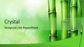  Presentation with lucky bamboo - PPT layouts enhanced with bamboo background and a mint green colored foreground
