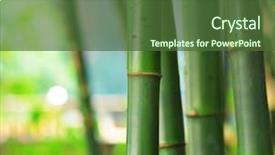  Presentation with bamboo - Beautiful theme featuring bamboo backdrop and a tawny brown colored foreground