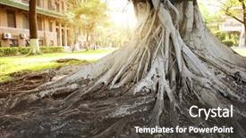  Presentation with tree root - Theme consisting of bamyan - banyan tree root background and a dark gray colored foreground