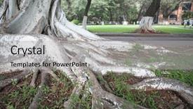  Presentation with banyan tree - Presentation design having bamyan - banyan tree roots background and a light gray colored foreground