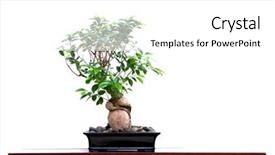  Presentation with banyan tree - Presentation enhanced with bamyan - banyan tree with white background background and a  colored foreground