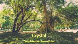  Presentation with banyan tree - Presentation featuring bamyan - old banyan tree roots background and a tawny brown colored foreground