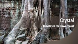  Presentation with banyan tree - Slides having bamyan - temple ruins of ta prohm background and a dark gray colored foreground