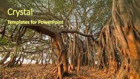  Presentation with banyan tree - Colorful slide deck enhanced with bamyan - tree of life amazing banyan backdrop and a tawny brown colored foreground