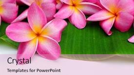  Presentation with pink green - Cool new PPT theme with banana blossom - pink frangipani on green leaf backdrop and a coral colored foreground