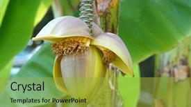  Presentation with bloom - Beautiful slide set featuring banana blossom bloom flower inflorescence backdrop and a gold colored foreground