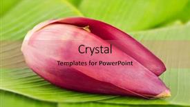  Presentation with banana - Cool new presentation theme with banana blossom on banana leaves backdrop and a coral colored foreground