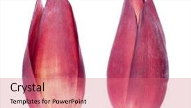  Presentation with banana - Audience pleasing presentation theme consisting of banana blossoms isolated on white backdrop and a  colored foreground