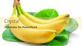  Presentation with green bananas hanging on banana - PPT layouts enhanced with banana-bunch-over-green-banana background and a yellow colored foreground