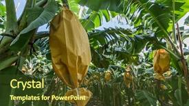  Presentation with banana plant - Cool new PPT layouts with banana farm with the banana backdrop and a tawny brown colored foreground