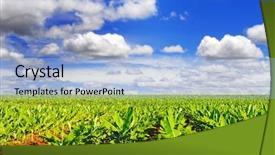 Presentation with banana plant - PPT theme having banana field in late afternoon background and a light blue colored foreground