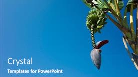  Presentation with blue flower - Colorful PPT layouts enhanced with banana-flower-and-bunch backdrop and a teal colored foreground