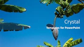  Presentation with banana tree - Slides having banana-flower-and-bunch background and a teal colored foreground