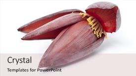  Presentation with banana - Beautiful slide deck featuring banana flower isolated isolated backdrop and a coral colored foreground