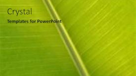  Presentation with banana - 