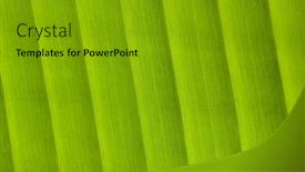  Presentation with banana - Theme consisting of banana leaf high magnification background and a gold colored foreground